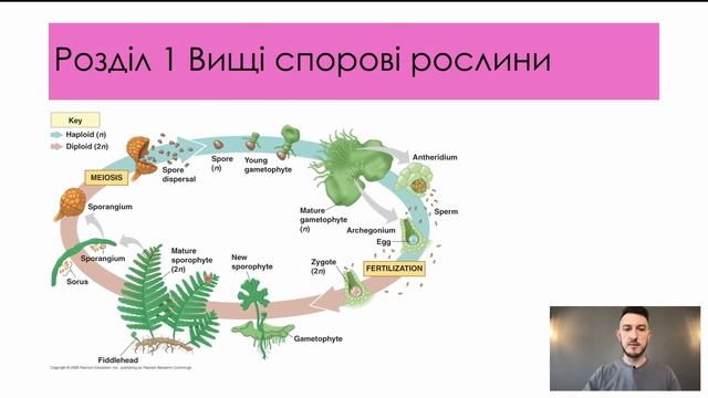 Чергування поколінь у рослин