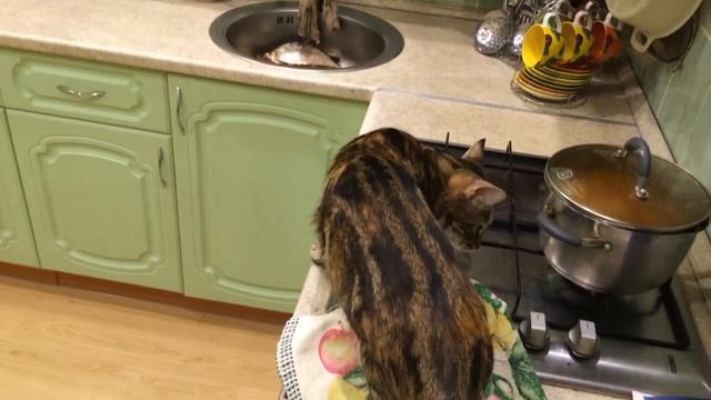 Алиса смотреть онлайн