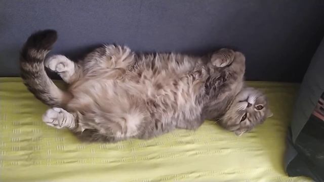 Кошачий релакс. Кошка Сара. Шотландцы.