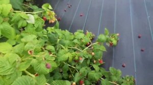 Малина Каскад Делайт ( летнего плодоношения)