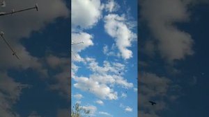 2.05.2024г Голубиный Салют, Голуби Зухардина Коломна Московская область! +7 977 108-61-17 тел