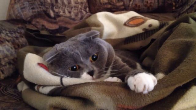 Бонти смотреть онлайн