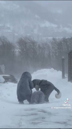 аниме