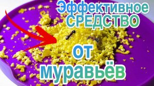 Эффективное СРЕДСТВО от МУРАВЬЁВ