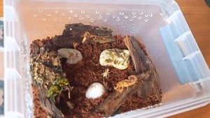 Скорпион Tityus stigmurus Краткий обзор вида