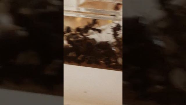 06.01.2017 - Fondation de Messor Capitatus смотреть онлайн