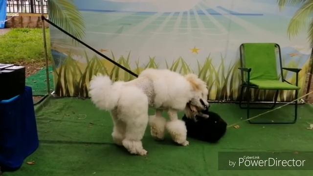 500 Подписчиков. Обезьяна и говорящий попугай