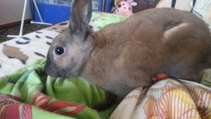 домашний заяц