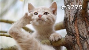#3775. Коты (В мире животных)