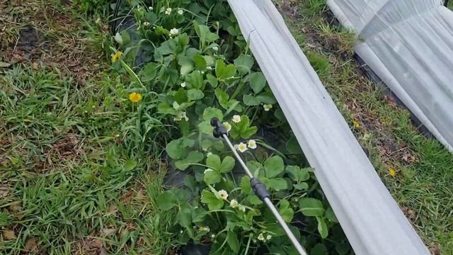 Секрет крупной Клубники / Подкормка клубники для крупной ягоды