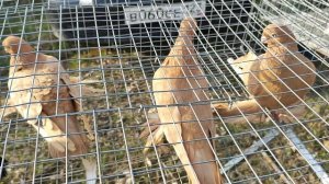 2.02.2025г Ярмарка г Усть-Лабинск ч. 5