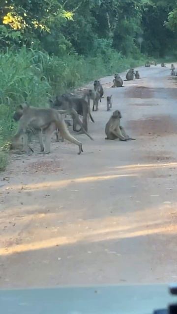 ПЛАНЕТА ОБЕЗЬЯН АФРИКА САФАРИ PLANET OF THE APES #shorts #monkey #apes #safari #africa #обезьяна смотреть онлайн