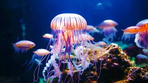 Расслабляющая музыка - Подводный мир