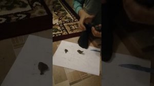 Мой динозавр из пластилина