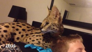 When a Serval Licks - Big Cats