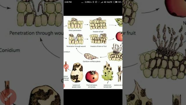 ALTERNARIA (early blight of Potato)