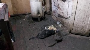 А вот и Любаня!