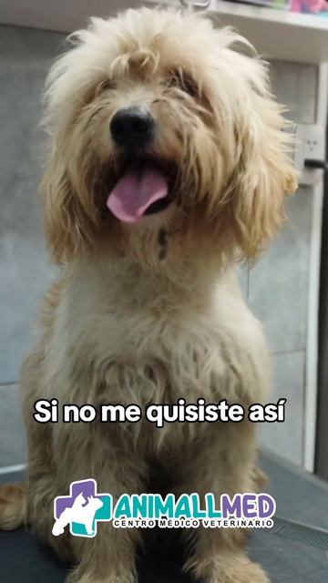 Sorprendente cambio de baños para mascotas - Animall Med Veterinaria смотреть онлайн