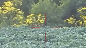 кабан на соевом поле sytong ht60 3-8