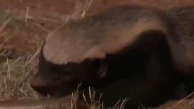 Эти Животные Охотятся на Змей смотреть онлайн