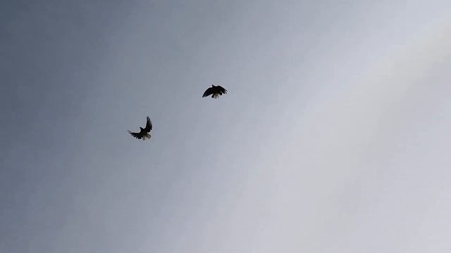 Серпасто-Выворотные Голуби ФЕО КРЫМ 21.03 Время 11-00 #0092 смотреть онлайн