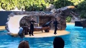 Шоу морских котиков.