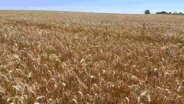 New Holland cs 660, colheita de trigo em Sao Sepé RS!!!! смотреть онлайн