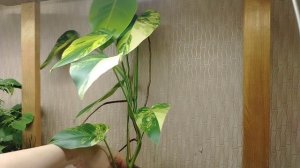 Монстера Yellow Splash режу на черенки. Мои новиночки. Хойя корноза кринкл 8, антуриумы