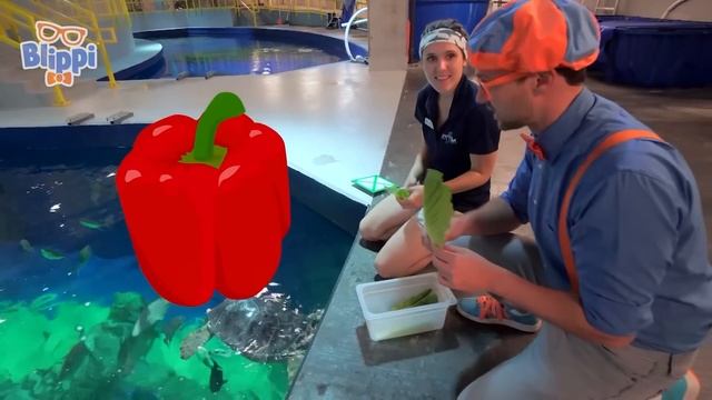 Learning Marine Life with Blippi + More | Blippi and Meekah Best Friend Adventures смотреть онлайн