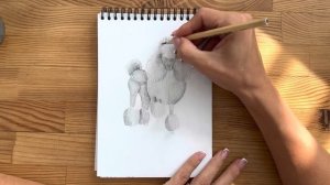 Как нарисовать пуделя карандашом | Рисунок для начинающих поэтапно