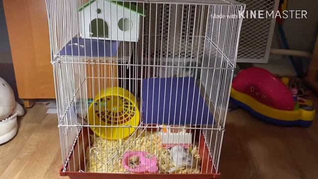 Уборка у хомяка Рекса и Сенди🐹🐹