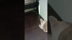 фальшпол, второй пол Газель Next