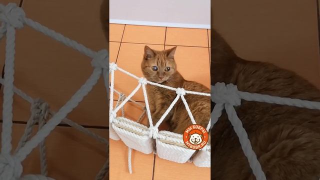 Наш котодром в приюте "Ника"