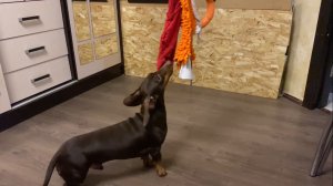 Домашний тренажер и игрушка для собак