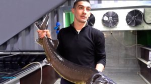 Рыба на экспорт. Как разведение форели развивается в Кыргызстане?