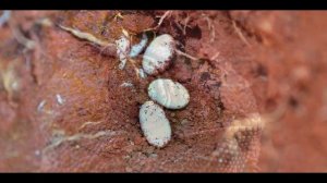 Жизнь хамелеона