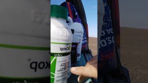 Препараты от курчавости персик Джек пот  обработка парша покраснение