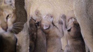 Забавные котята/ котята играют веселятся