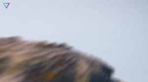 ▽ Животные с удивительным способностями. Документальный фильм