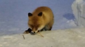 Лисёнок Вук часть 1