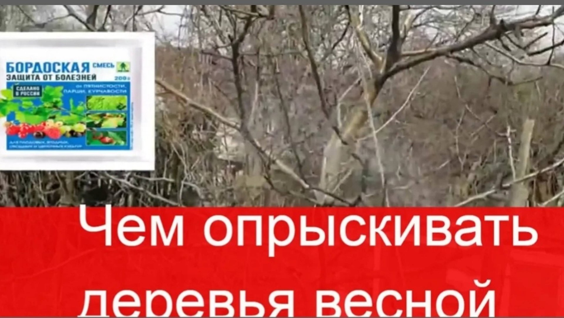 Чем опрыскивать деревья весной. Препараты для опрыскивания смотреть онлайн