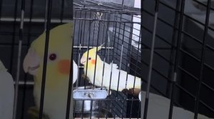 «Кореллы от заводчицы Дарьи ( Данечка)» птенчики Корелл