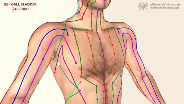 11. МЕРИДИАН ЖЕЛЧНОГО ПУЗЫРЯ