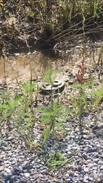 Eastern Hognose Snake going for an Oscar смотреть онлайн