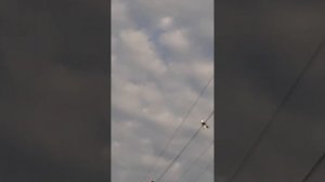 #голуби бьют