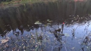 Трофейная Рыбалка. Поймал Огромную Щуку и Налима.