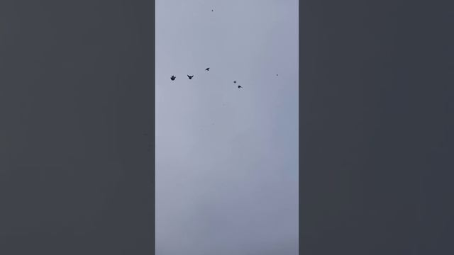 голуби Краснодон,Лехи колотовича