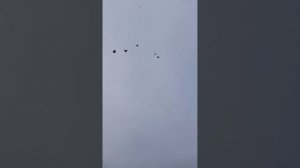 голуби Краснодон,Лехи колотовича