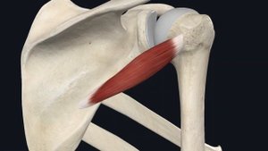 Укрепление ротаторной манжеты плеча | Малая круглая, подостная мышца 🟩⬜️⬜️