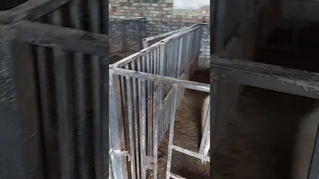 Клетки для свиноматок. смотреть онлайн